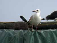 Goéland pontique Larus cachinnans