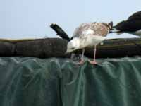 Goéland pontique Larus cachinnans