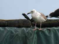 Goéland pontique Larus cachinnans