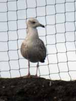 Goéland pontique Larus cachinnans