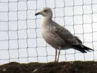 Goéland pontique Larus cachinnans