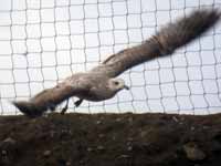 Goéland pontique Larus cachinnans