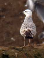 Goéland pontique Larus cachinnans