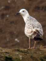 Goéland pontique Larus cachinnans