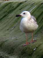 Goéland pontique Larus cachinnans