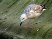 Goéland pontique Larus cachinnans