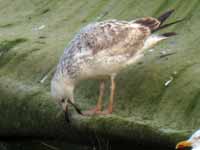 Goéland pontique Larus cachinnans