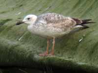 Goéland pontique Larus cachinnans