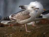 Goéland pontique Larus cachinnans