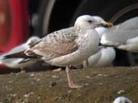 Goéland pontique Larus cachinnans