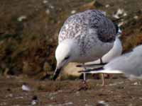 Goéland pontique Larus cachinnans