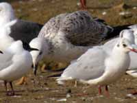 Goéland pontique Larus cachinnans