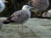 Goéland pontique Larus cachinnans