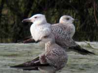 Goéland pontique Larus cachinnans