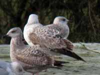 Goéland pontique Larus cachinnans