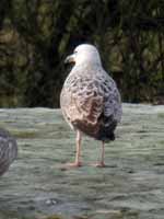 Goéland pontique Larus cachinnans