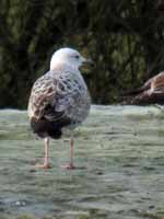 Goéland pontique Larus cachinnans