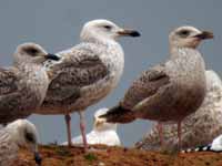 Goéland pontique Larus cachinnans