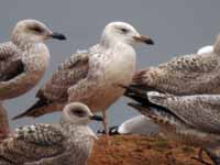 Goéland pontique Larus cachinnans