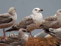 Goéland pontique Larus cachinnans