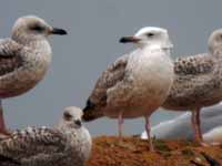 Goéland pontique Larus cachinnans