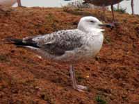 Goéland pontique Larus cachinnans