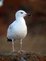 Goéland pontique Larus cachinnans