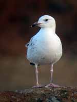 Goéland pontique Larus cachinnans