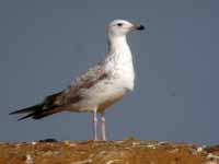 Goéland pontique Larus cachinnans