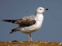 Goéland pontique Larus cachinnans