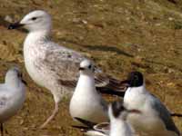 Goéland pontique Larus cachinnans