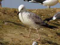 Goéland pontique Larus cachinnans