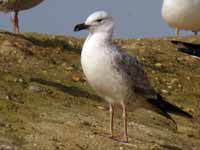 Goéland pontique Larus cachinnans