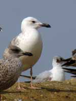 Goéland pontique Larus cachinnans