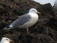 Goéland pontique Larus cachinnans