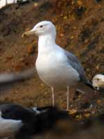 Goéland pontique Larus cachinnans