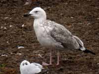 Goéland pontique Larus cachinnans