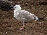 Goéland pontique Larus cachinnans