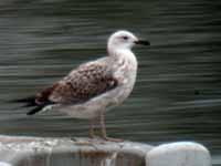 Goéland pontique Larus cachinnans