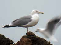 Goéland pontique Larus cachinnans