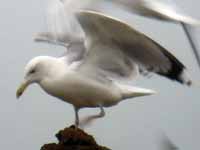 Goéland pontique Larus cachinnans