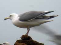 Goéland pontique Larus cachinnans