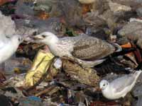 Goéland pontique Larus cachinnans