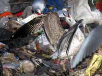 Goéland pontique Larus cachinnans