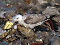 Goéland pontique Larus cachinnans