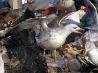 Goéland pontique Larus cachinnans