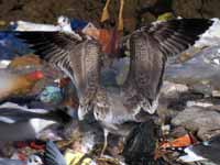 Goéland pontique Larus cachinnans