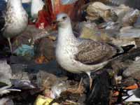 Goéland pontique Larus cachinnans