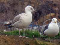 Goéland pontique Larus cachinnans