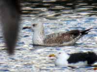 Goéland pontique Larus cachinnans